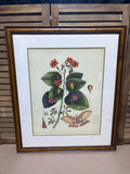 Geiger Tree Botanical Print with Moth by Mark Catesby