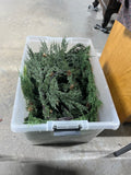 Bin of Christmas Garlands