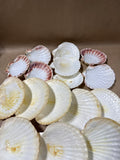 Seashell Lot - 16 Pieces