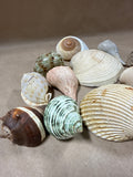 (A) Lot Of Seashells — 13 Pieces