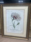 Painted Lady Carnation Botanical Print