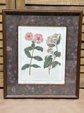 Bombay Company Botanical Print (C)