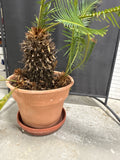 LIVE Sago Palm