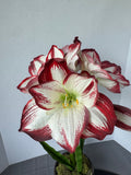 Faux Peppermint Stripes Amaryllis in Bronzed Ceramic Pot