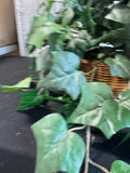 Faux Ivy Arrangement in Basket Planter