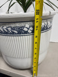 LIVE Dracaena Plant in Ceramic Pot