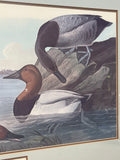 Canvas Backed Duck Print by John James Audubon