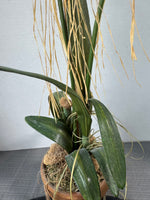 Faux Miniature Orchids in Terra Cotta Pot