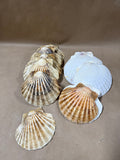 Lot Of 12 Seashells