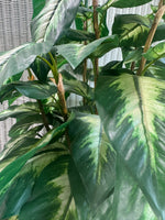 Faux Dumb Cane Plant in Metal Planter