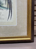 The Painted Pheasant
