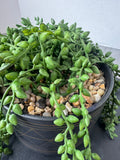 Faux String of Pearls Succulent Stem in Black Ceramic Pot