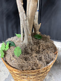 7FT Artificial Ficus Tree in Basket Planter