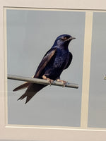 Photo of Purple Martin Pair; Signed