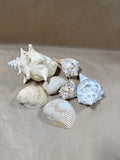 (B) Lot Of Seashells — 7 Shells