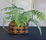 Artificial Fern in Harlequin Tole Style Metal Planter
