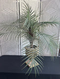 Artificial Pygmy Date Palm in Ornate Resin Urn