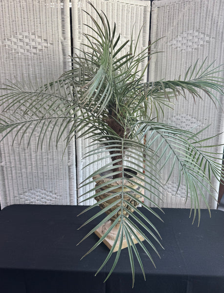 Artificial Pygmy Date Palm in Ornate Resin Urn