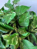 Artificial Greenery in Basket Planter