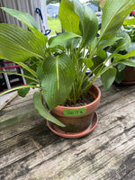 (A)Aged Terracotta Planter w/Mature Hosta Plant