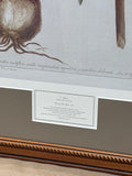 Amaryllis Print - Plate No. 24