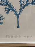 Plocamium Botanical