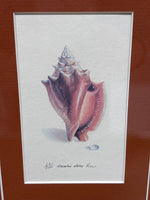 (B) Shell Prints; Signed & Numbered Artist; Lee