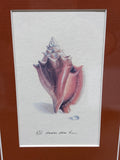 (B) Shell Prints; Signed & Numbered Artist; Lee