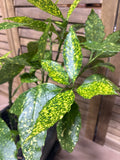 LIVE Aucuba Plant in Speckled Gray Pot with Saucer