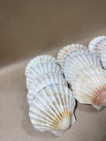 12 Piece Seashells