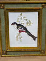 South American Birds II Print by Gould
