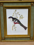 South American Birds II Print by Gould