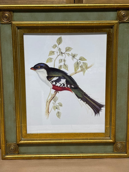 South American Birds II Print by Gould