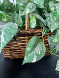 Faux Pothos in Woven Hand Basket