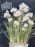 Narcissi  on Canvas by Kathryn White; Signed (No.3)