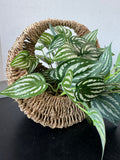 Trailing Ivy in Woven Hanging Basket