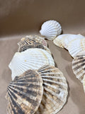 Seashell Lot