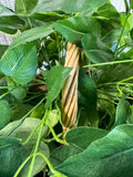 Artificial Trailing Pothos in Woven Hand Basket