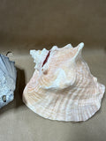 3 Piece Large Seashell Lot