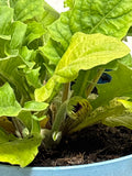 LIVE Gerbera Daisy Plant