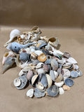 Seashell Lot (B)