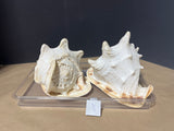 Decorative Shells (2)