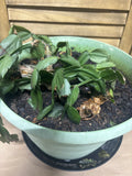 LIVE Christmas Cactus (Needs TLC)