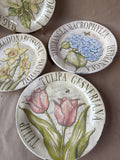 Pottery Barn Flower Salad Plates - Set Of 4