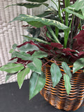 Artificial Mixed Calathea Arrangement in Basket