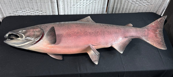 Chinook King Salmon Taxidermy Mount AS IS (READ DESCRIPTION CAREFULLY)