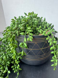 Faux String of Pearls Succulent Stem in Black Ceramic Pot