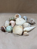 (A) Lot Of Seashells — 13 Pieces
