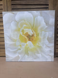 White Peony Canvas Print (A)