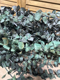 Bunch of Eucalyptus